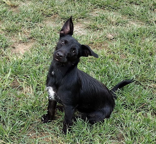 Shadow now Kiwi