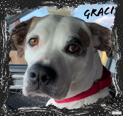 Graci