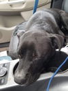 Jazzy (pup)