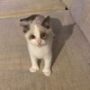 WILLOW