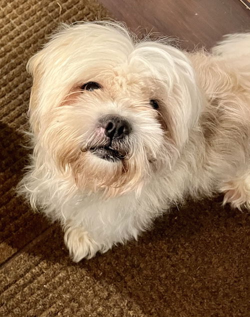 Cookie nka Kismet aka Kizzy