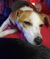 Bazil