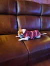 Bazil