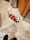 Bazil