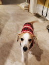 Bazil