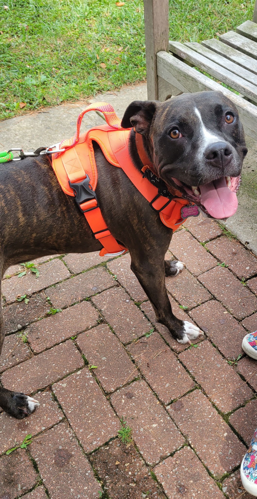 adoptable Dog in Oakhurst, NJ named Mae Mae