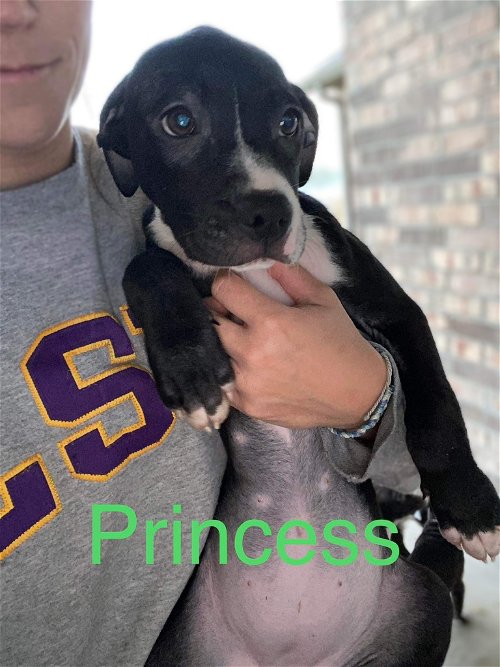 Princess - Pretty pup!