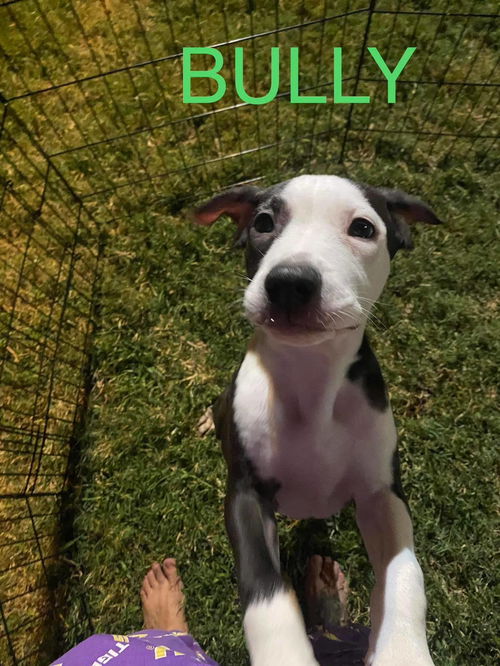 Bully