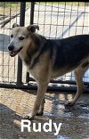 Rudy - Special Home Needed!