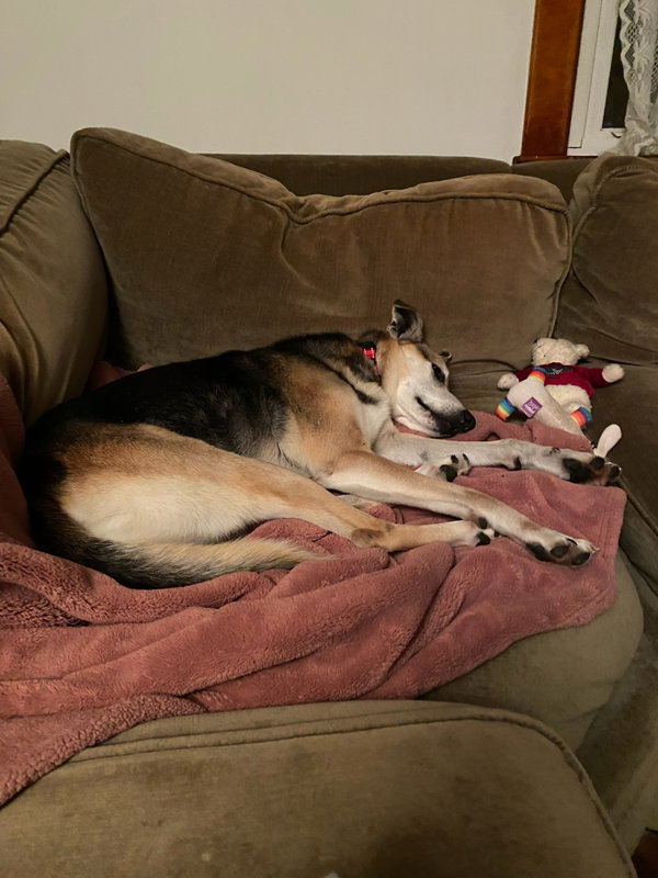 Rudy - Special Home Needed!