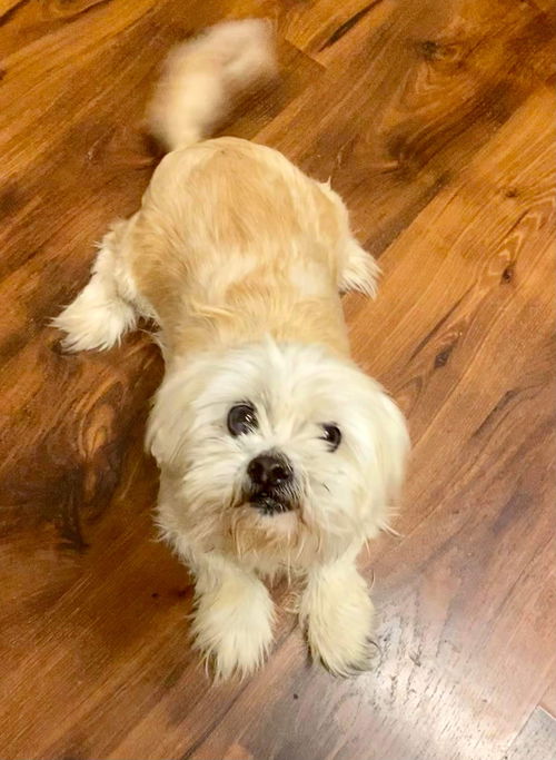Little Lucy