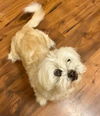 Little Lucy