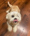 Little Lucy