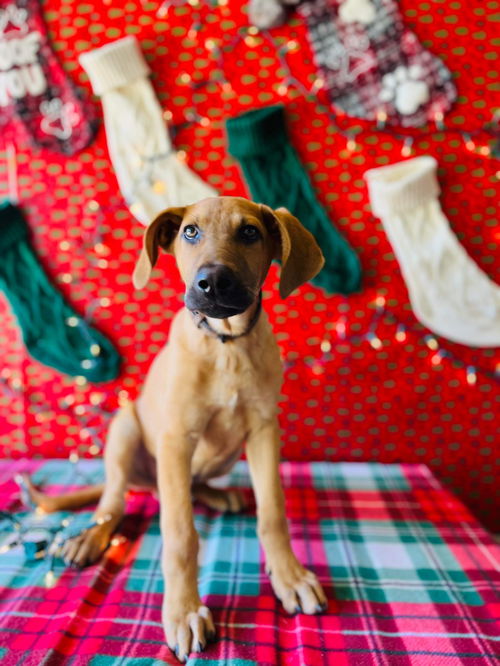 Rudolph