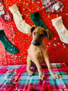 Rudolph