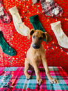 Rudolph