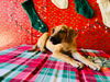 Rudolph