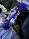 Prince