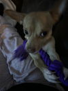 Prince