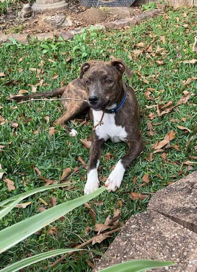 Dog for Adoption Starlight Precious Pup!, a Plott Hound in Bronx