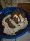 Janie
