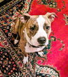 Janie