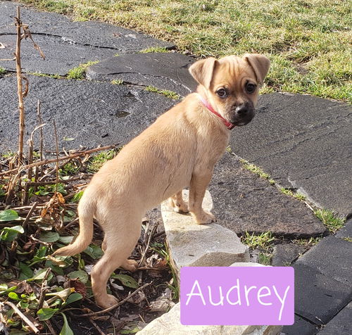 Audrey now Chloe