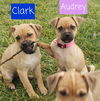 Audrey now Chloe