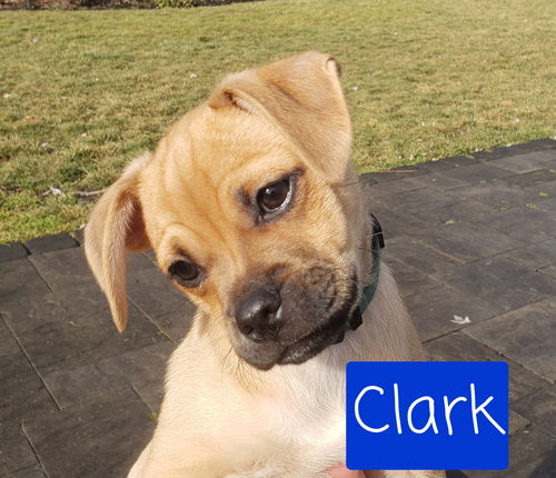 Clark