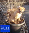 Russ now Milo