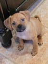 Sparky now Max