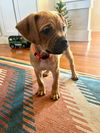 Sparky now Max
