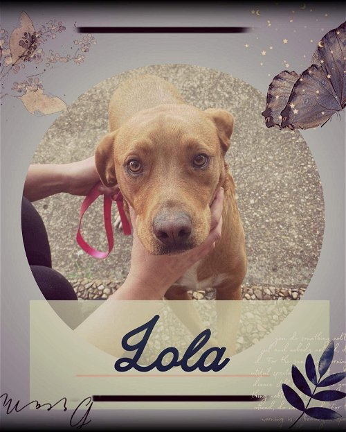 Lola - Lovely lady!