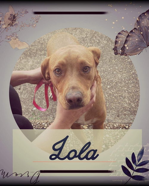Lola