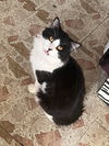 OREO (nka LAZLO)