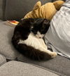 OREO (nka LAZLO)