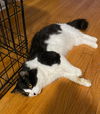 OREO (nka LAZLO)
