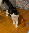 OREO (nka LAZLO)