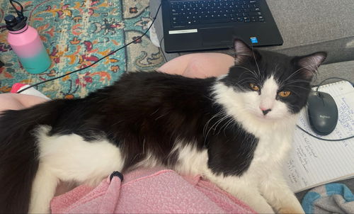 OREO (nka LAZLO)