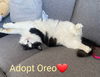 OREO (nka LAZLO)