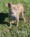 Scooby