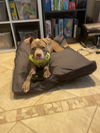 Scooby
