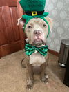 Scooby