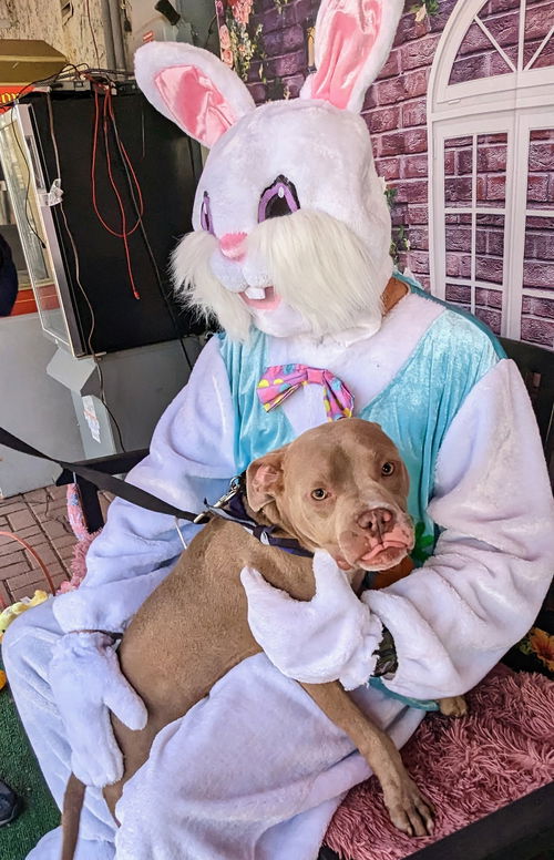 Scooby