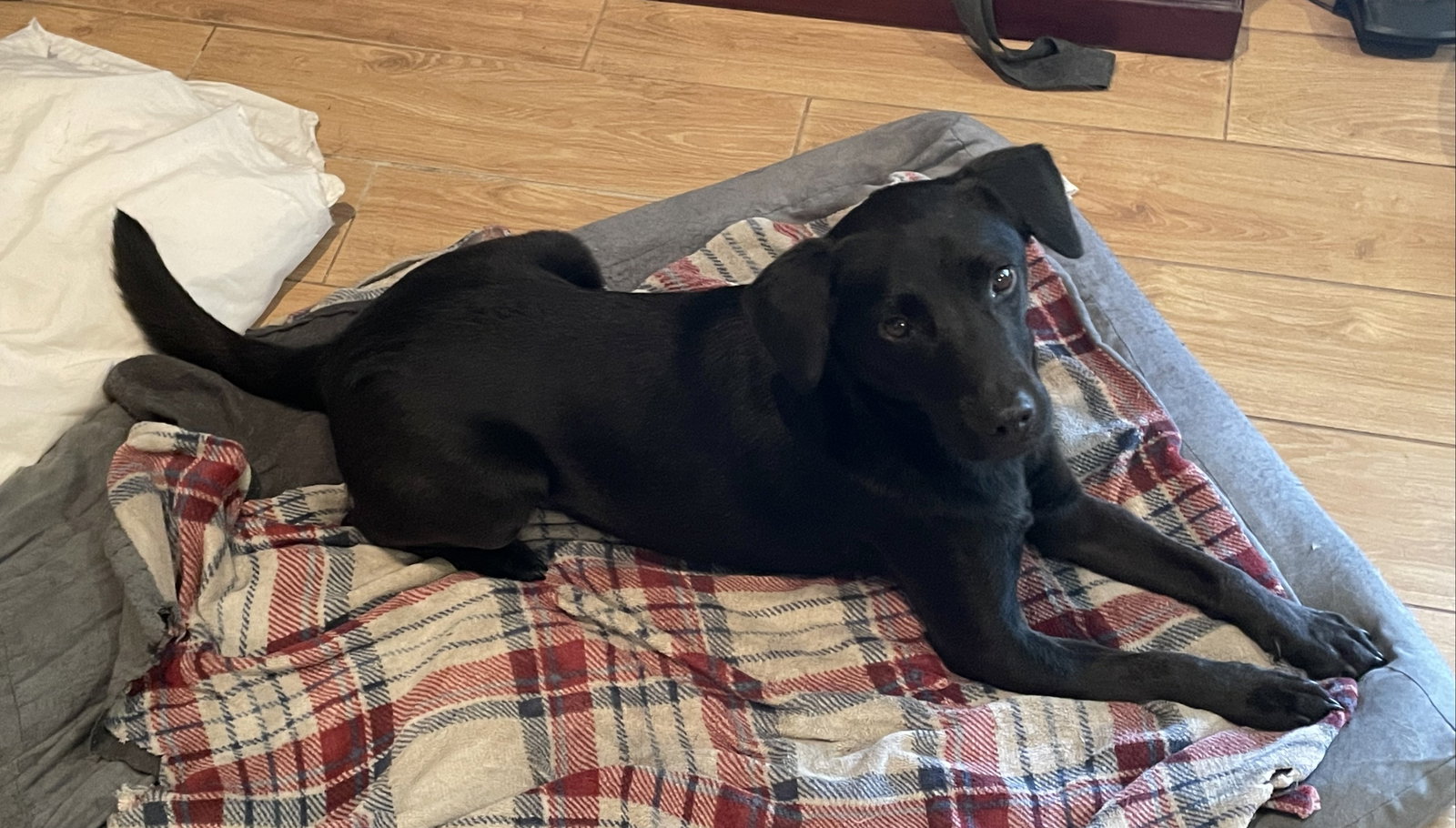 Dog for Adoption Almond, a Labrador Retriever in Barnegat, NJ Alpha Paw