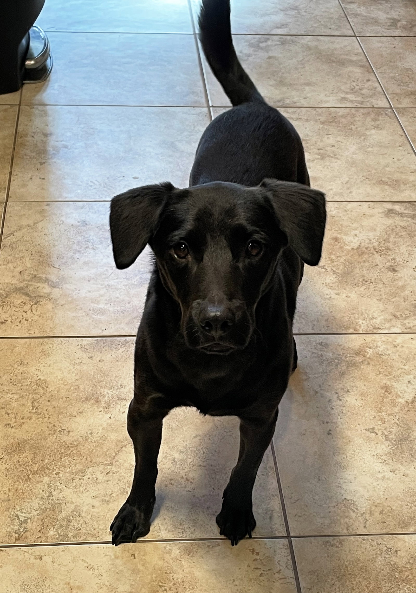 Dog for Adoption - Almond, a Labrador Retriever in Barnegat, NJ | Alpha Paw