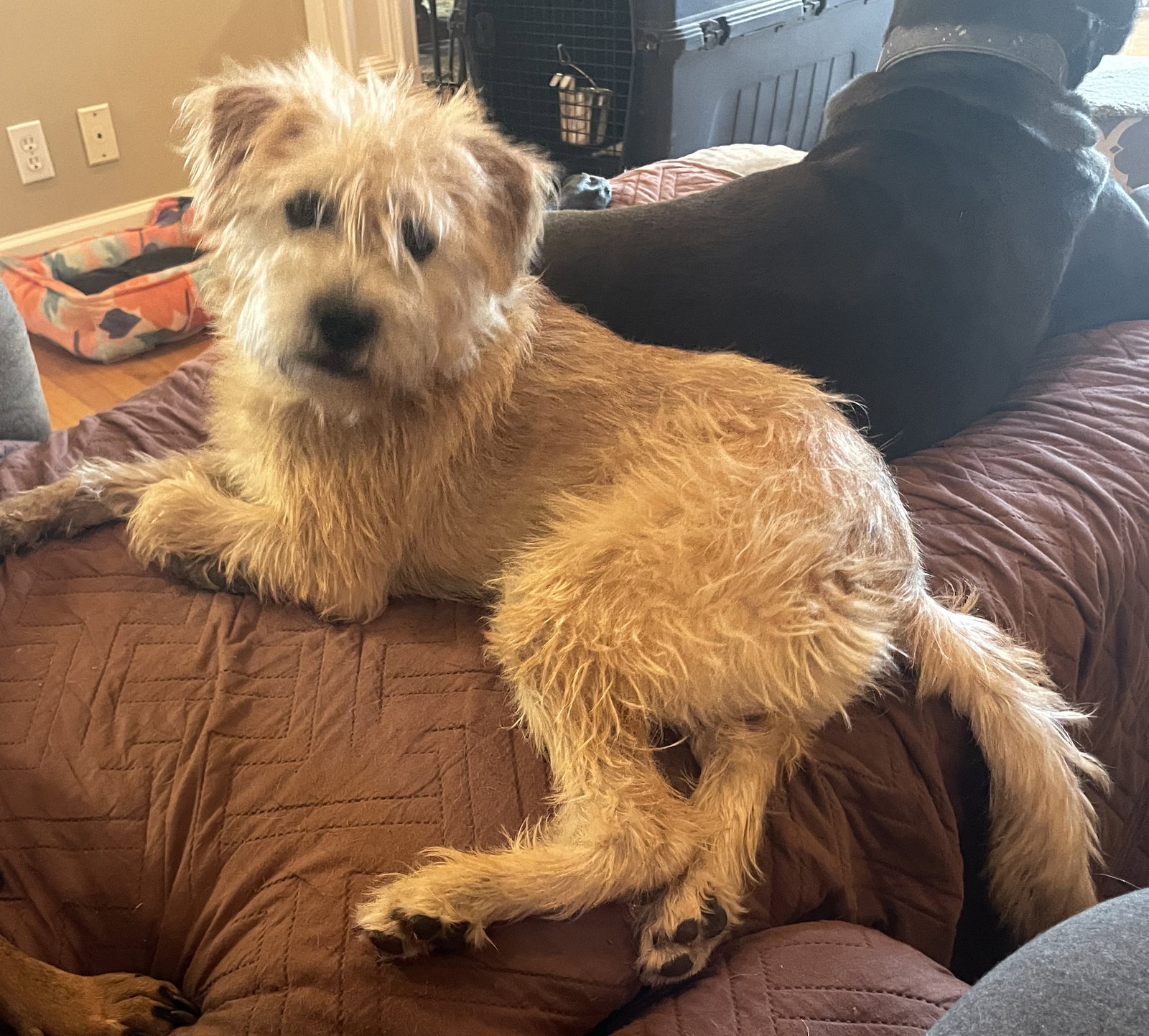 Dog for Adoption Scruffles Adoption Pending!, a Terrier in