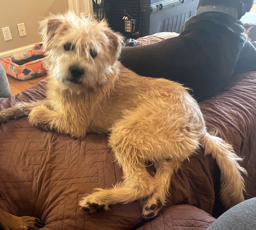 Scruffles - Adoption Pending!