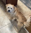 Scruffles - Adoption Pending!
