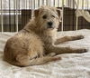 Scruffles - Adoption Pending!